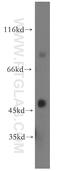 TDP-Glucose 4,6-Dehydratase antibody, 17310-1-AP, Proteintech Group, Western Blot image 