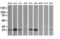 Ubiquitin-conjugating enzyme E2 S antibody, LS-C787473, Lifespan Biosciences, Western Blot image 