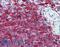 Major Histocompatibility Complex, Class II, DR Alpha antibody, LS-B2858, Lifespan Biosciences, Immunohistochemistry paraffin image 