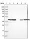 UBX domain-containing protein 1 antibody, NBP1-89387, Novus Biologicals, Western Blot image 