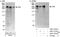 CAD protein antibody, A301-372A, Bethyl Labs, Western Blot image 