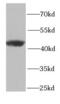 Proteasome 26S Subunit, Non-ATPase 13 antibody, FNab06885, FineTest, Western Blot image 