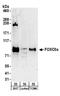 FOXO3A antibody, A300-453A, Bethyl Labs, Western Blot image 