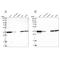 Pyridoxal kinase antibody, NBP1-88283, Novus Biologicals, Western Blot image 