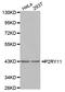 Purinergic Receptor P2Y11 antibody, LS-C332342, Lifespan Biosciences, Western Blot image 