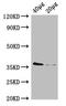 E. coli dcyD antibody, LS-C316651, Lifespan Biosciences, Western Blot image 