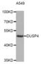 DUSP4 antibody, abx002787, Abbexa, Western Blot image 
