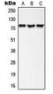 A-Kinase Anchoring Protein 10 antibody, LS-C354154, Lifespan Biosciences, Western Blot image 
