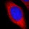 P09211 antibody, FNab03699, FineTest, Immunofluorescence image 