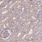 LRRN4 C-Terminal Like antibody, HPA050317, Atlas Antibodies, Immunohistochemistry paraffin image 