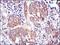Erk1 antibody, NBP2-22203, Novus Biologicals, Immunohistochemistry frozen image 