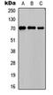 Phosphoenolpyruvate Carboxykinase 1 antibody, orb256743, Biorbyt, Western Blot image 