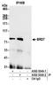 Bromodomain Containing 7 antibody, A302-304A, Bethyl Labs, Immunoprecipitation image 
