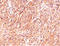 Anoctamin 1 antibody, AM50264PU-S, Origene, Immunohistochemistry paraffin image 