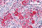 G Protein-Coupled Receptor 63 antibody, MBS242754, MyBioSource, Immunohistochemistry frozen image 