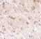 MAPK Associated Protein 1 antibody, 4079, ProSci, Immunohistochemistry frozen image 