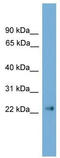 Claudin 6 antibody, TA329545, Origene, Western Blot image 