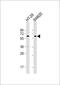Muscarinic acetylcholine receptor M3 antibody, 61-333, ProSci, Western Blot image 