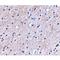 Protein NipSnap homolog 1 antibody, LS-C53279, Lifespan Biosciences, Immunohistochemistry paraffin image 