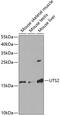 Urotensin 2 antibody, 19-596, ProSci, Western Blot image 