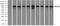 RalA Binding Protein 1 antibody, NBP2-02293, Novus Biologicals, Immunoprecipitation image 