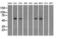 Guanylate Binding Protein 2 antibody, GTX84445, GeneTex, Western Blot image 