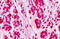 Ubiquitin Conjugating Enzyme E2 D1 antibody, MBS249151, MyBioSource, Immunohistochemistry frozen image 