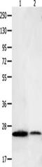 BCL2 Like 15 antibody, CSB-PA597282, Cusabio, Western Blot image 