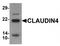 CLDN4 antibody, TA319632, Origene, Western Blot image 