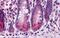 Baculoviral IAP Repeat Containing 6 antibody, GTX16980, GeneTex, Immunohistochemistry paraffin image 