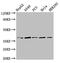 CRK Proto-Oncogene, Adaptor Protein antibody, LS-C671036, Lifespan Biosciences, Western Blot image 