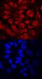 Developmental Pluripotency Associated 2 antibody, PA5-47898, Invitrogen Antibodies, Immunocytochemistry image 