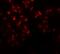 Enhancer Of Zeste 2 Polycomb Repressive Complex 2 Subunit antibody, GTX31435, GeneTex, Immunocytochemistry image 