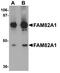 Regulator Of Microtubule Dynamics 2 antibody, A12543, Boster Biological Technology, Western Blot image 