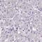 Coiled-Coil Domain Containing 85C antibody, HPA058346, Atlas Antibodies, Immunohistochemistry frozen image 