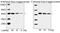 Strep Tag II antibody, LS-C203634, Lifespan Biosciences, Western Blot image 