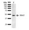 Wnt Family Member 1 antibody, LS-C774832, Lifespan Biosciences, Western Blot image 