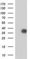 NF-kappa-B inhibitor alpha antibody, CF507178, Origene, Western Blot image 