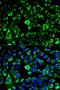 Ribosomal Protein S3 antibody, LS-C332145, Lifespan Biosciences, Immunofluorescence image 