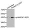 Mitogen-Activated Protein Kinase Kinase 1 antibody, STJ22234, St John
