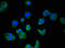 Cellular Communication Network Factor 2 antibody, A52384-100, Epigentek, Immunofluorescence image 
