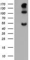 Carbonic Anhydrase 12 antibody, TA505570S, Origene, Western Blot image 
