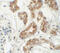 Zinc Finger Protein 346 antibody, 6209, ProSci Inc, Immunohistochemistry paraffin image 