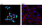 NK6 Homeobox 1 antibody, 54551S, Cell Signaling Technology, Immunocytochemistry image 