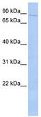 THAP Domain Containing 12 antibody, TA342224, Origene, Western Blot image 