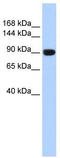 Anoctamin 1 antibody, TA344148, Origene, Western Blot image 