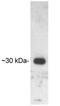 Uncoupling Protein 3 antibody, GTX23477, GeneTex, Western Blot image 