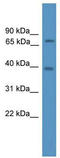 Nuclear receptor coactivator 4 antibody, TA332245, Origene, Western Blot image 