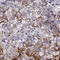 Neuropeptide W antibody, HPA064874, Atlas Antibodies, Immunohistochemistry frozen image 