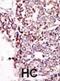 Sky antibody, abx033610, Abbexa, Immunohistochemistry frozen image 